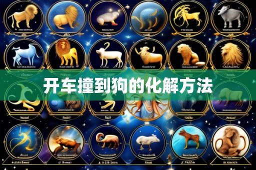 开车撞到狗的化解方法