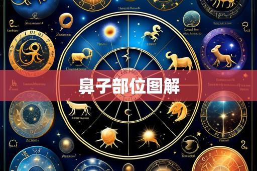 鼻子部位图解