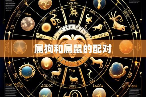 属狗和属鼠的配对