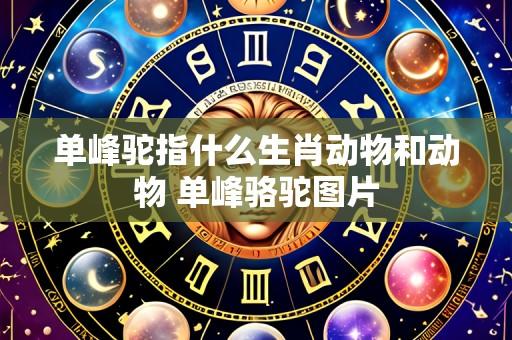 单峰驼指什么生肖动物和动物 单峰骆驼图片