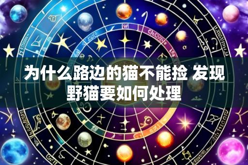 为什么路边的猫不能捡 发现野猫要如何处理