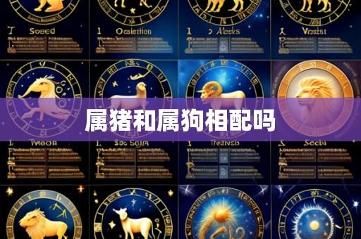 属猪和属狗相配吗