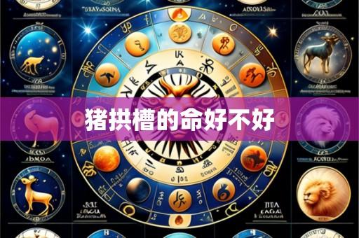 猪拱槽的命好不好