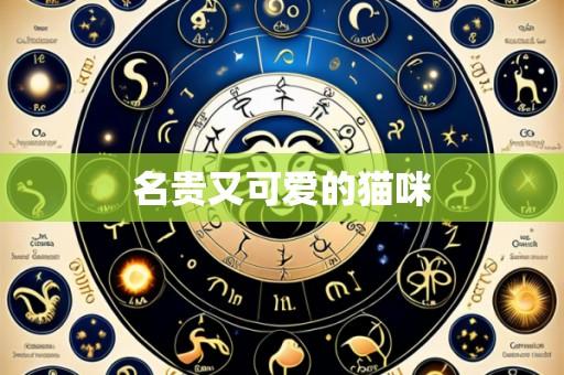 名贵又可爱的猫咪