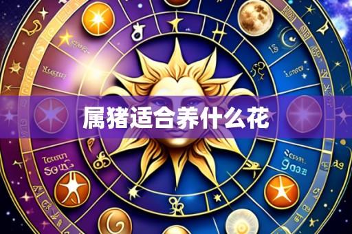 属猪适合养什么花