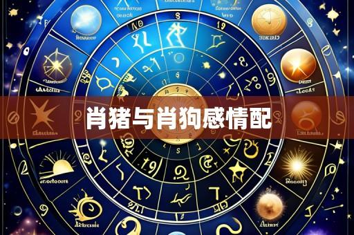 肖猪与肖狗感情配