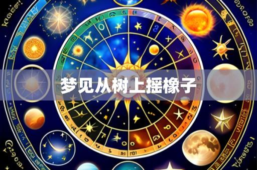 梦见从树上摇橡子