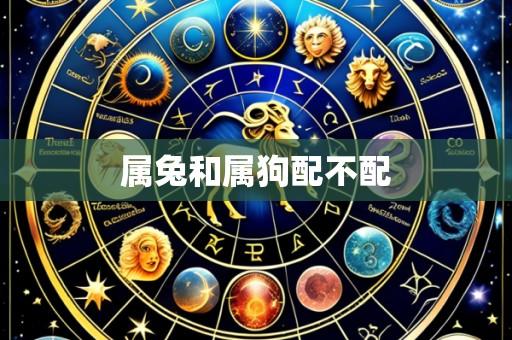 属兔和属狗配不配