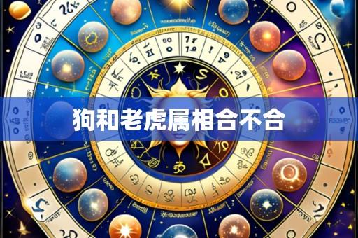 狗和老虎属相合不合