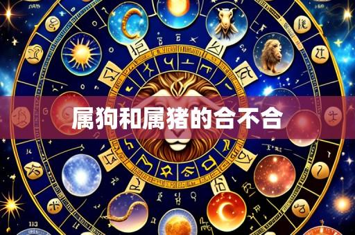 属狗和属猪的合不合