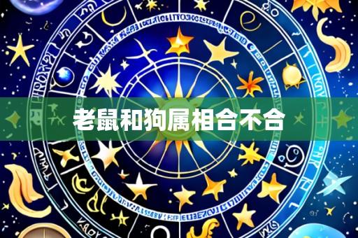 老鼠和狗属相合不合