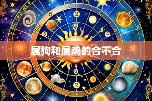 属狗和属鸡的合不合