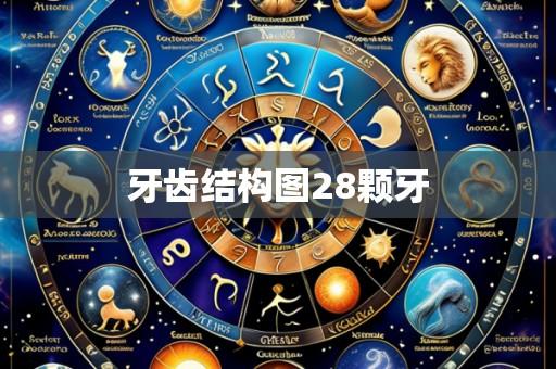 牙齿结构图28颗牙