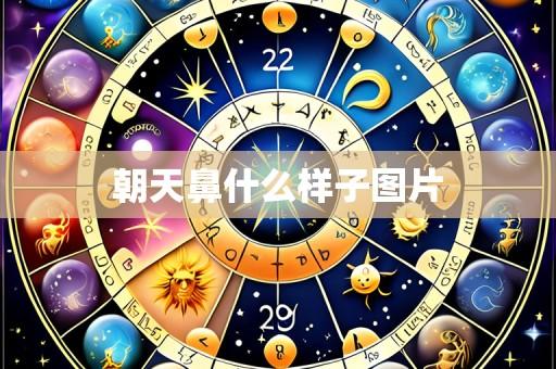 朝天鼻什么样子图片
