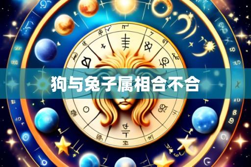狗与兔子属相合不合