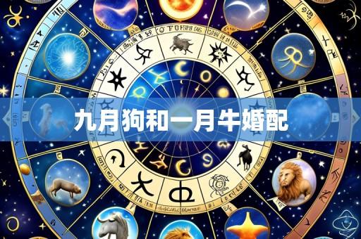 九月狗和一月牛婚配