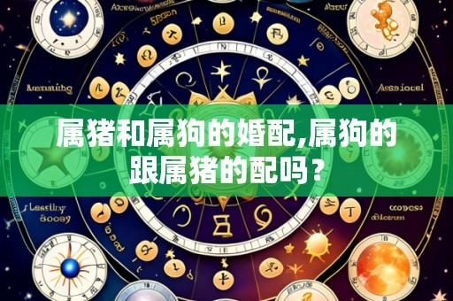 属猪和属狗的婚配,属狗的跟属猪的配吗?