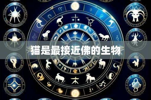 猫是最接近佛的生物