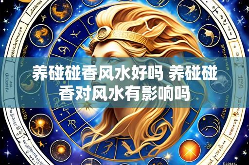 养碰碰香风水好吗 养碰碰香对风水有影响吗