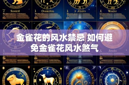 金雀花的风水禁忌 如何避免金雀花风水煞气