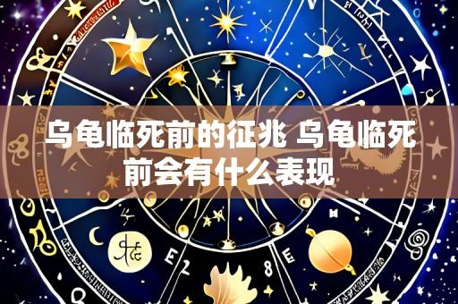 乌龟临死前的征兆 乌龟临死前会有什么表现