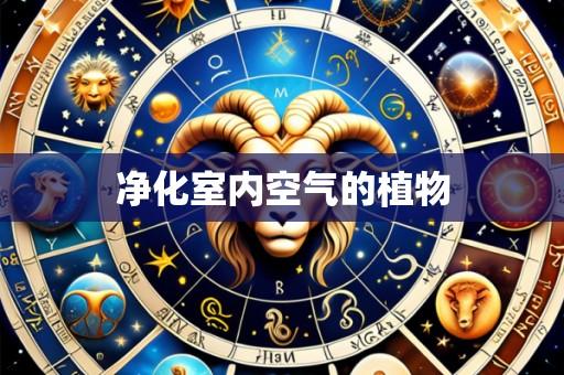 净化室内空气的植物