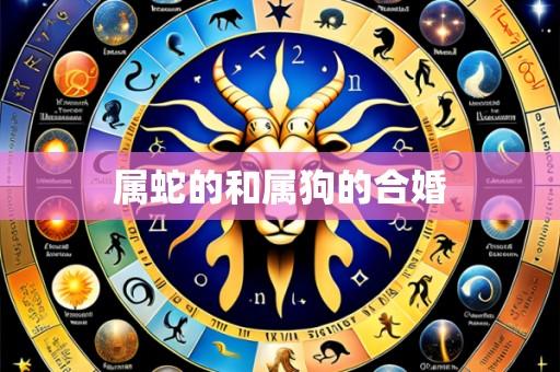 属蛇的和属狗的合婚