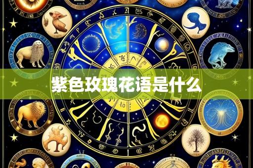 紫色玫瑰花语是什么
