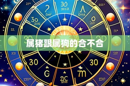 属猪跟属狗的合不合