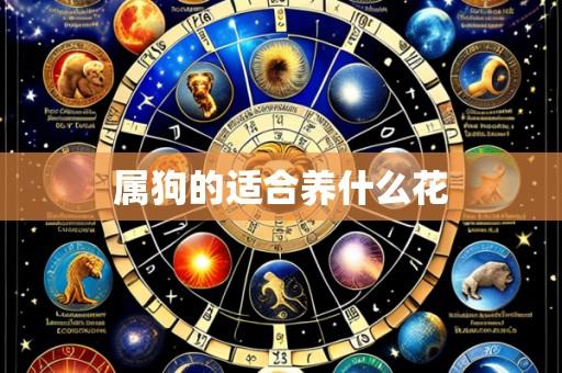 属狗的适合养什么花