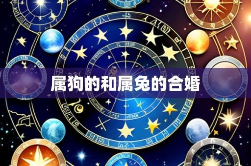 属狗的和属兔的合婚