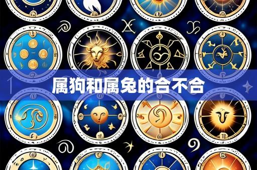 属狗和属兔的合不合