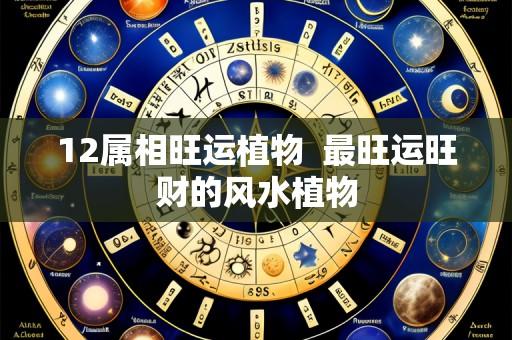 12属相旺运植物  最旺运旺财的风水植物