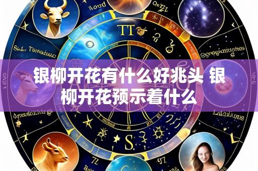 银柳开花有什么好兆头 银柳开花预示着什么
