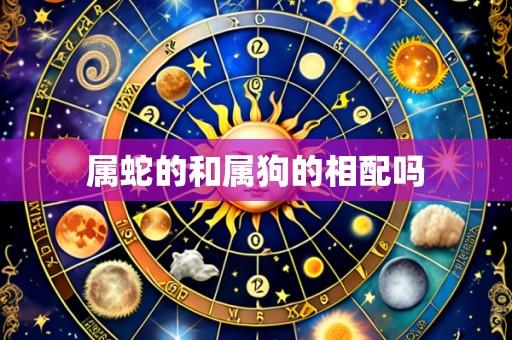 属蛇的和属狗的相配吗