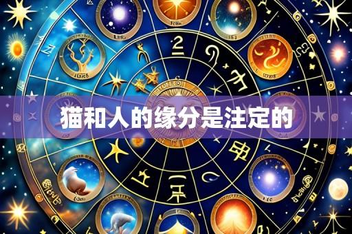 猫和人的缘分是注定的