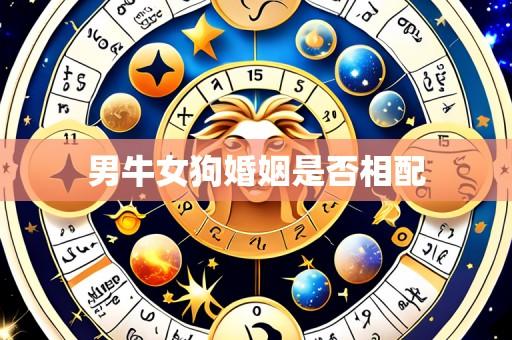男牛女狗婚姻是否相配