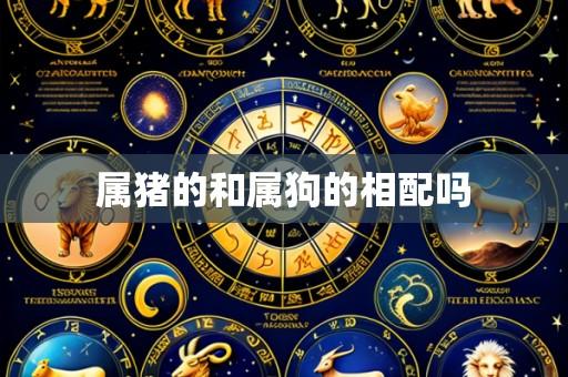 属猪的和属狗的相配吗