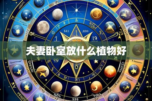 夫妻卧室放什么植物好