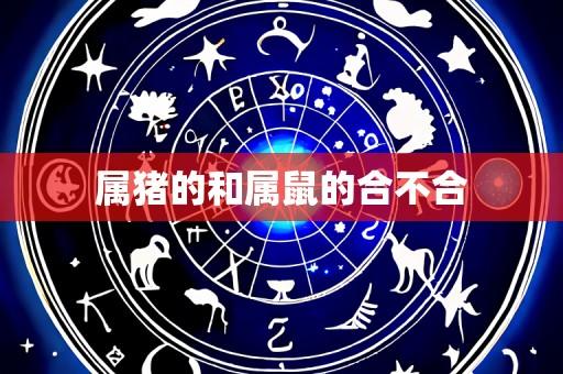 属猪的和属鼠的合不合