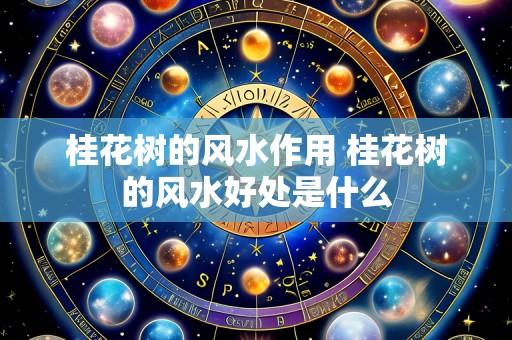 桂花树的风水作用 桂花树的风水好处是什么