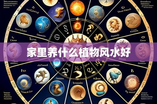 家里养什么植物风水好