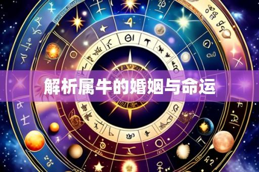 解析属牛的婚姻与命运