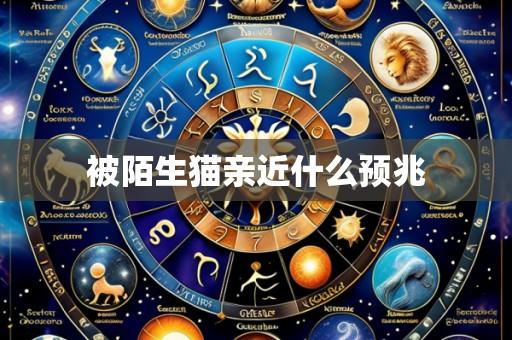 被陌生猫亲近什么预兆