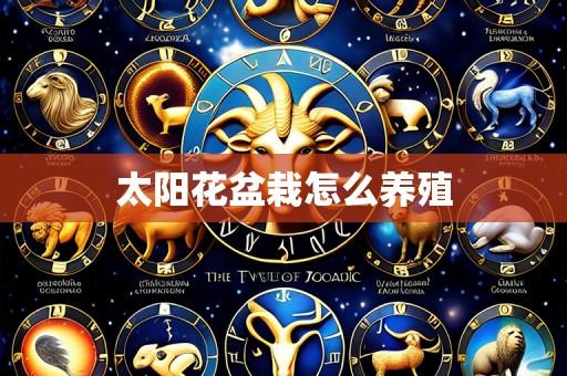 太阳花盆栽怎么养殖