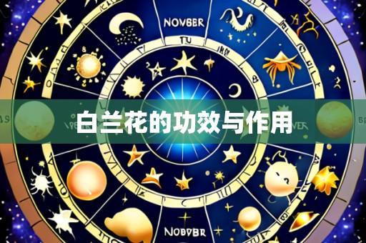 白兰花的功效与作用