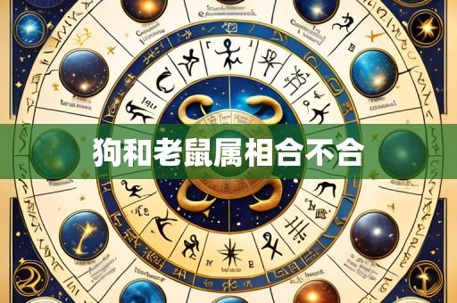 狗和老鼠属相合不合